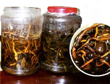 Hiểm họa từ… rượu anh túc